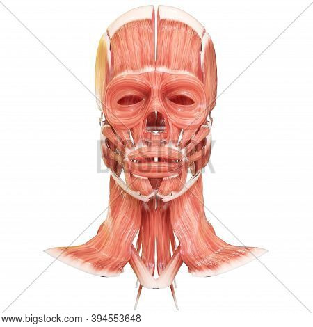 3d Illustration Concept Of Muscles A Part Of Human Mucular System Anatomy