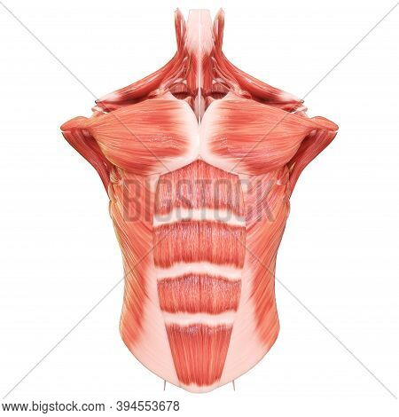 3d Illustration Concept Of Muscles A Part Of Human Mucular System Anatomy