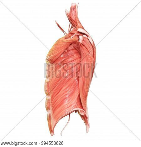 3d Illustration Concept Of Muscles A Part Of Human Mucular System Anatomy