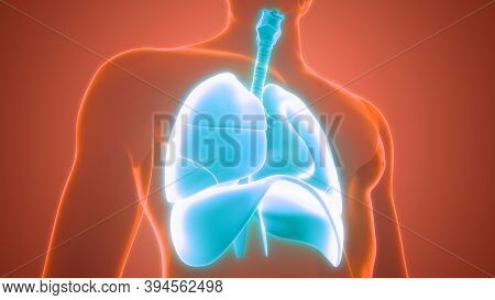 3d Illustration Concept Of Human Respiratory System Lungs With Diaphragm Anatomy