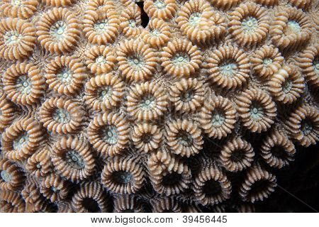Stony coral