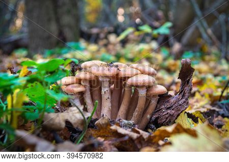 Bunch Mushrooms Honey Fungus In A Meadow In The Autumn Forest Among Fallen Leaves
