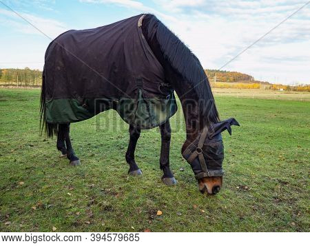Horse With Head Mask Grazzing In Blanket Coat To Keep Warm During Cold Morning. Large Meadow With Wi