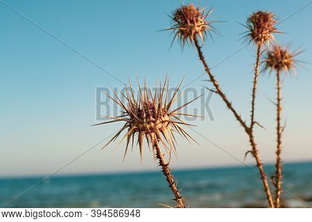 A Closeup Of Dry Thistles In Ayia Napa Coast In Cyprus, Wild Artichoke, Blue Sky And Sea Blurred Bac