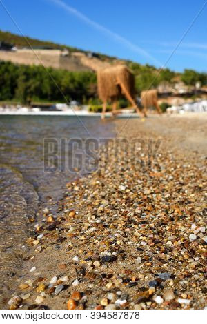 Small Brown Stones Are Washed By Sea Water On The Shore. Pebble Beach. Rest By The Sea.