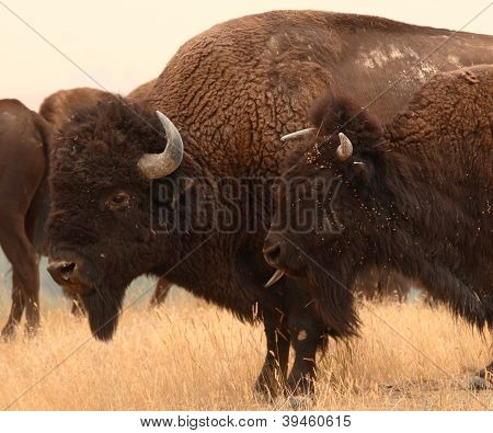 Bison Irreverant
