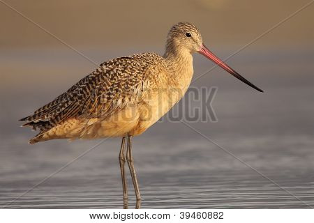 Marmoreret Godwit på lavt vand