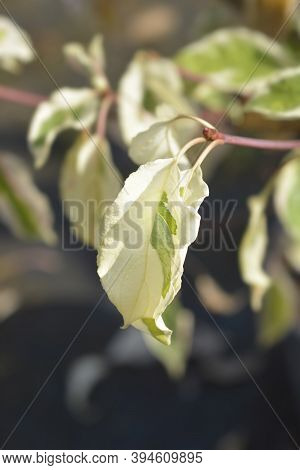 Wedding Cake Tree Leaves - Latin Name - Cornus Controversa Variegata