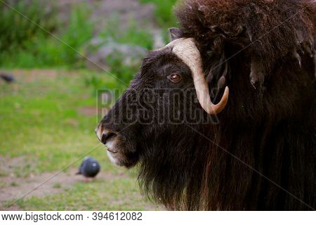 angry musk ox with big horns