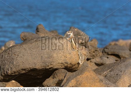 Cute Little African Ground Squirrel On A Background Of Stones In Fuerteventura, Spain.