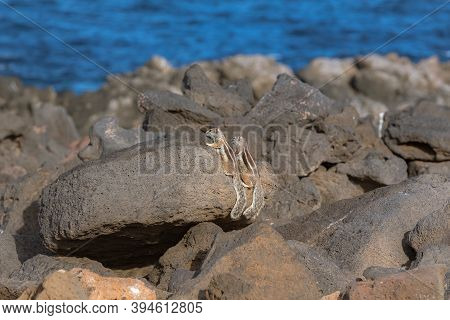 Cute Little African Ground Squirrel On A Background Of Stones In Fuerteventura, Spain.
