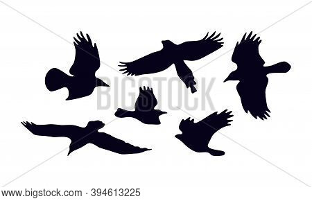 Stock Vector Set Of Soaring Birds Silhouettes. For Logo And Emblem Design. Isolated On White Backgro