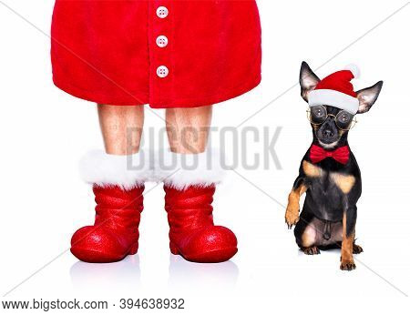 Christmas Prague Ratter , Prager Rattler Santa Claus  Dog With Present  Holiday Gift Box ,isolated O