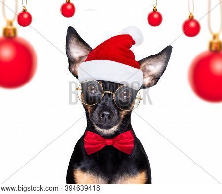 Christmas Prague Ratter , Prager Rattler Santa Claus  Dog With Present  Holiday Gift Box ,isolated O