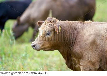 Cows On A Meadow In Herrenkrug Near Magdeburg Used For Landscape Conservation