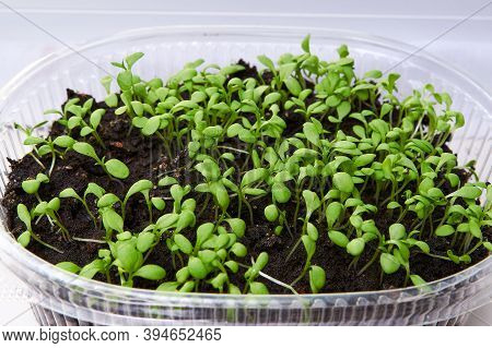 Green, Young Leaves And Sprouts Of Clove Flowers In A Plastic Pot On A White Kitchen Windowsill In S