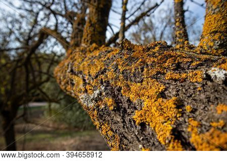 Yellow Lichen On Tree Dry Branches. Closeup, Blur Nature Background.