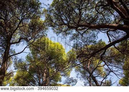 Tall Green Pine Treetops From Below To Upwards, Background.