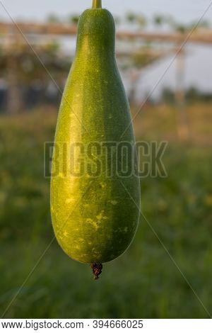 Organic Green Bottle Gourds Hanging In The Garden At Agriculture Farm