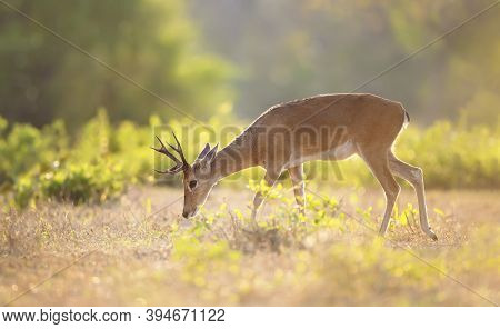 Close Up Of A Pampas Deer Grazing At Sunset, Pantanal, Brazil.