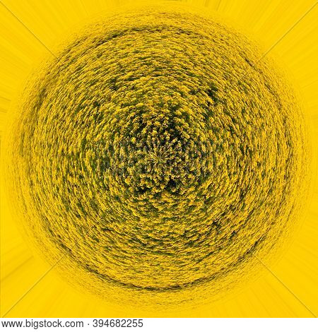 Abstract Image Of Yellow Rapeseed Field In The Shape Of A Circle. Selective Focus