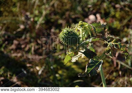 Jimson Weed Or Datura Stramonium In Green Color In The Dunes Of The Amsterdamse Waterleidingduinen N