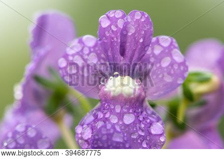 Purple Nemesia Flowers