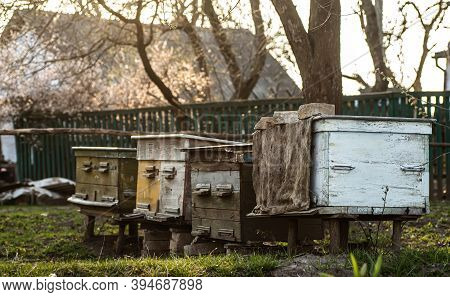 Old Wooden Hives On Apiary Under Cherry Tree. Hives Bloom Ingesday In Spring. Flowering Cherry With 