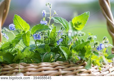 Veronica Persica, Birdeye Speedwell, Common Field-speedwell, Persian Speedwell, Large Field Speedwel