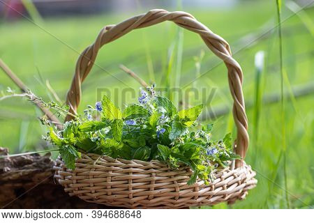Veronica Persica, Birdeye Speedwell In Wicker Basket At Collection Point Of Medicinal Herbs. Plant U