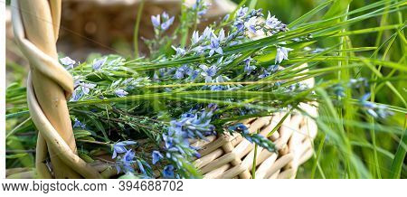 Veronica Austriaca, Broadleaf Speedwell, Large Speedwell, Austrian Speedwell, Or Saw-leaved Speedwel