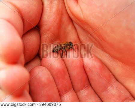 Small Fluffy Honey Bee (apis Mellifera) Is Sitting On A Man's Finger And Resting. Striped Animal Wit