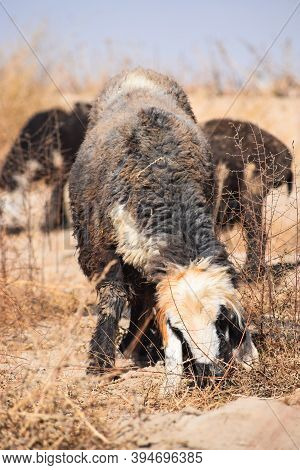 Flock Of Sheep Feeding On Dry Grass Dry-land Outdoors Landscape