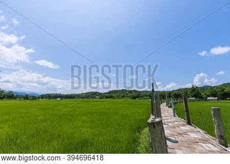 Rice Fields And Sutongpe Wooden Bridges, Mae Hong Son Province, Northern Thailand