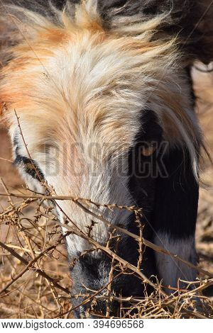 Closeup Of Sheep Feeding On Dry Grass Dry-land Outdoors Landscape