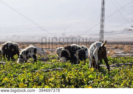 Domestic Animal Goats Are On Grass Land Eating Vegetable Plant And Grass Outdoors Travel In Quetta B
