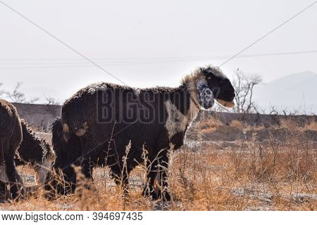 Sheep Eating Dry Grass Hot Summer Season Landscape Outside Photo