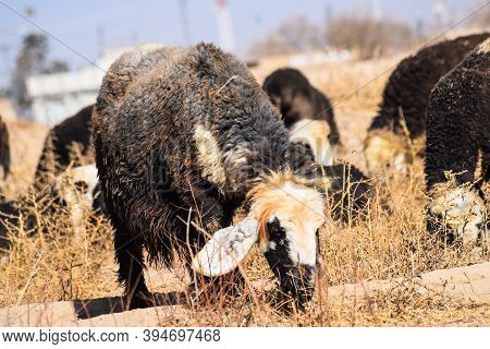 Sheep Eating Dry Grass Hot Summer Season Landscape