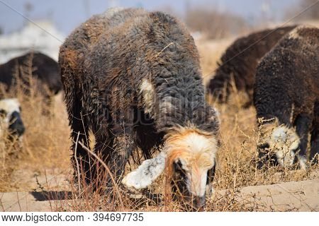 Flock Of Sheep Feeding On Dry Grass Dry-land Outdoors Landscape
