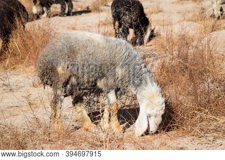 Flock Of Sheep Feeding On Dry Grass Dry-land Outdoors Landscape