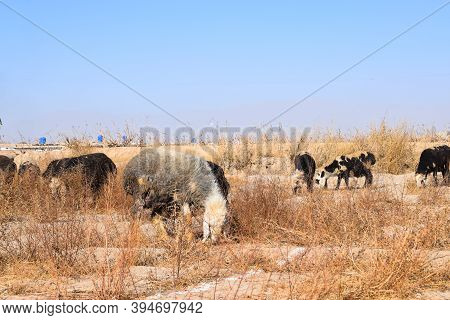 Flock Of Sheep Feeding On Dry Grass Dry-land Outdoors Landscape