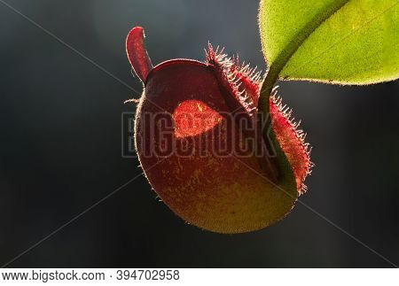 Close-up View Of Beautifu Tropical Pitcher  Flower Or Monkey Cup.