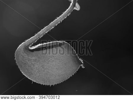 Close-up View Of Tropical Pitcher Flower Or Monkey Cup Flower In Black And White