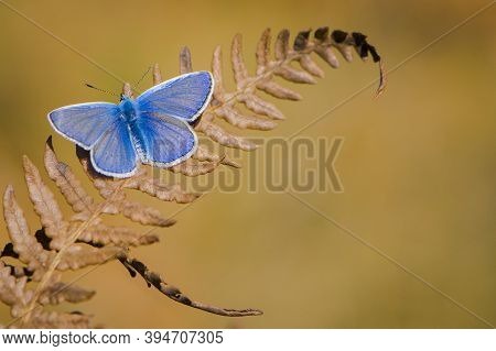 A Small Butterfly Of Polyommatus Icarus With A Blue Dove Sits On A Dry Fern Leaf