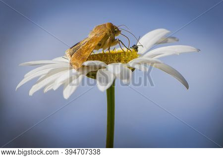 Beautiful Gentle Moth Sits On A White Daisy View From The Side Of The Close-up