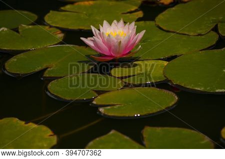 Blossom Lotus Flower In Japanese Pond Focus On Flower