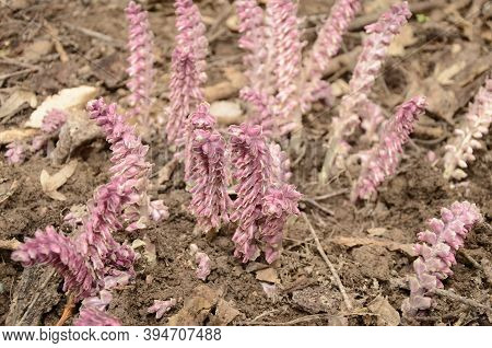 Parasitic Plant Common Toothwort (lathraea Squamaria).