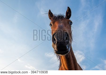 Portrait Of A Brown Horse Against A Blue Sky, Close-up Of A Horses Nose, Front View. There Is A Smal