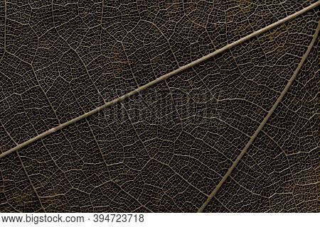 Abstract Antique Cold Background. Grunge Textured Background. Macro Sheet. Beautiful Artistic Image,