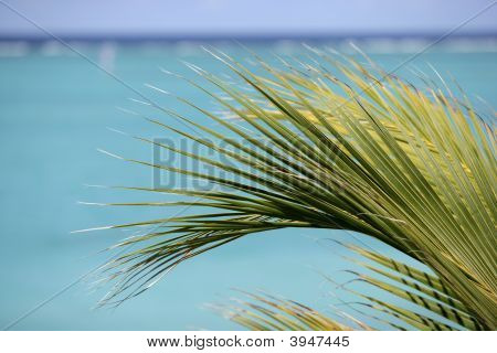 Palm Frawn